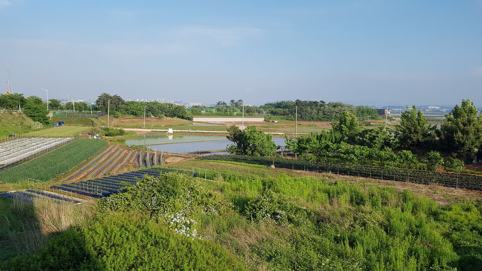 Samsung Galaxy S7 sample photo. Rice fields, power, landscape photography