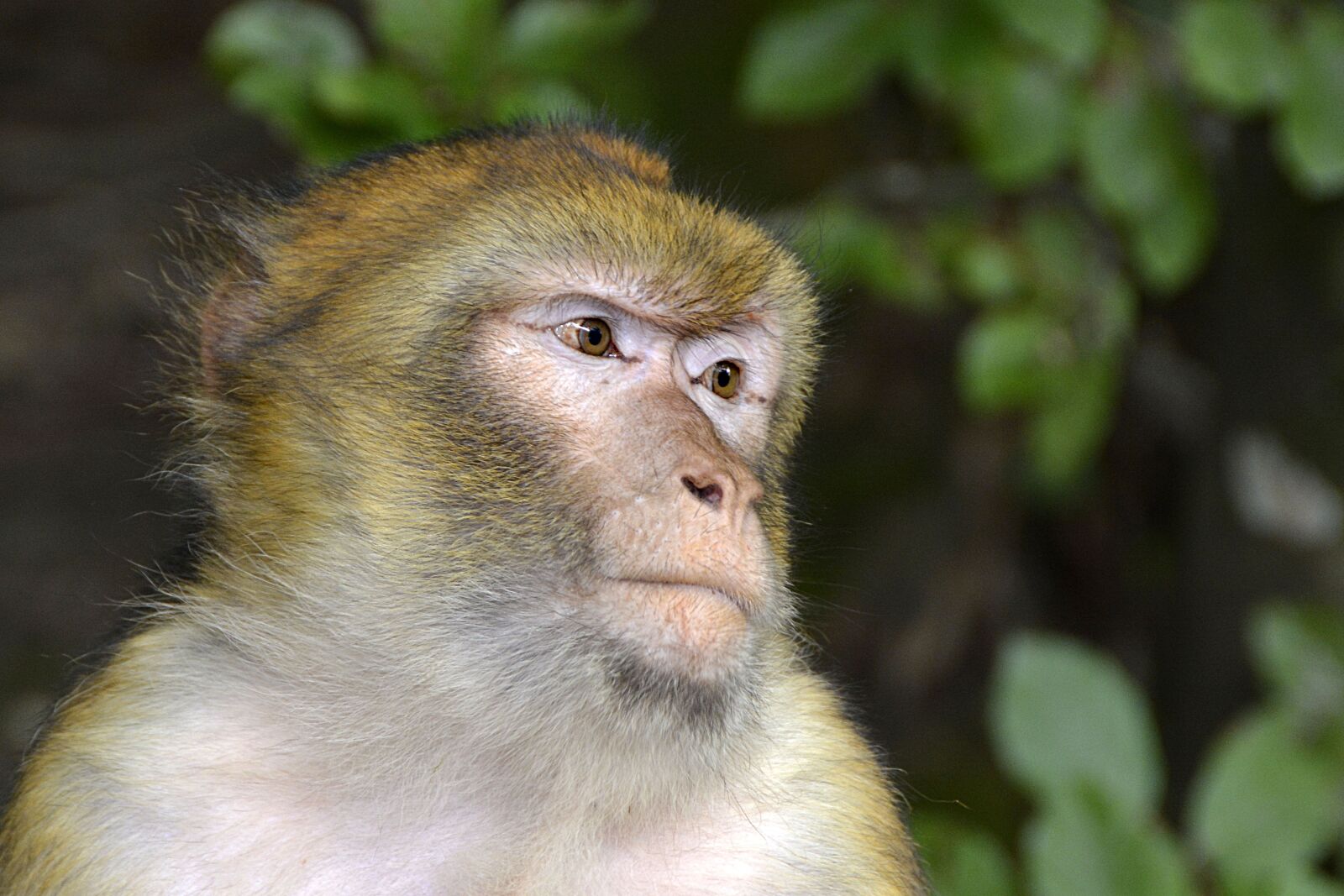 Nikon D7100 sample photo. Barbary ape, monkey, animal photography