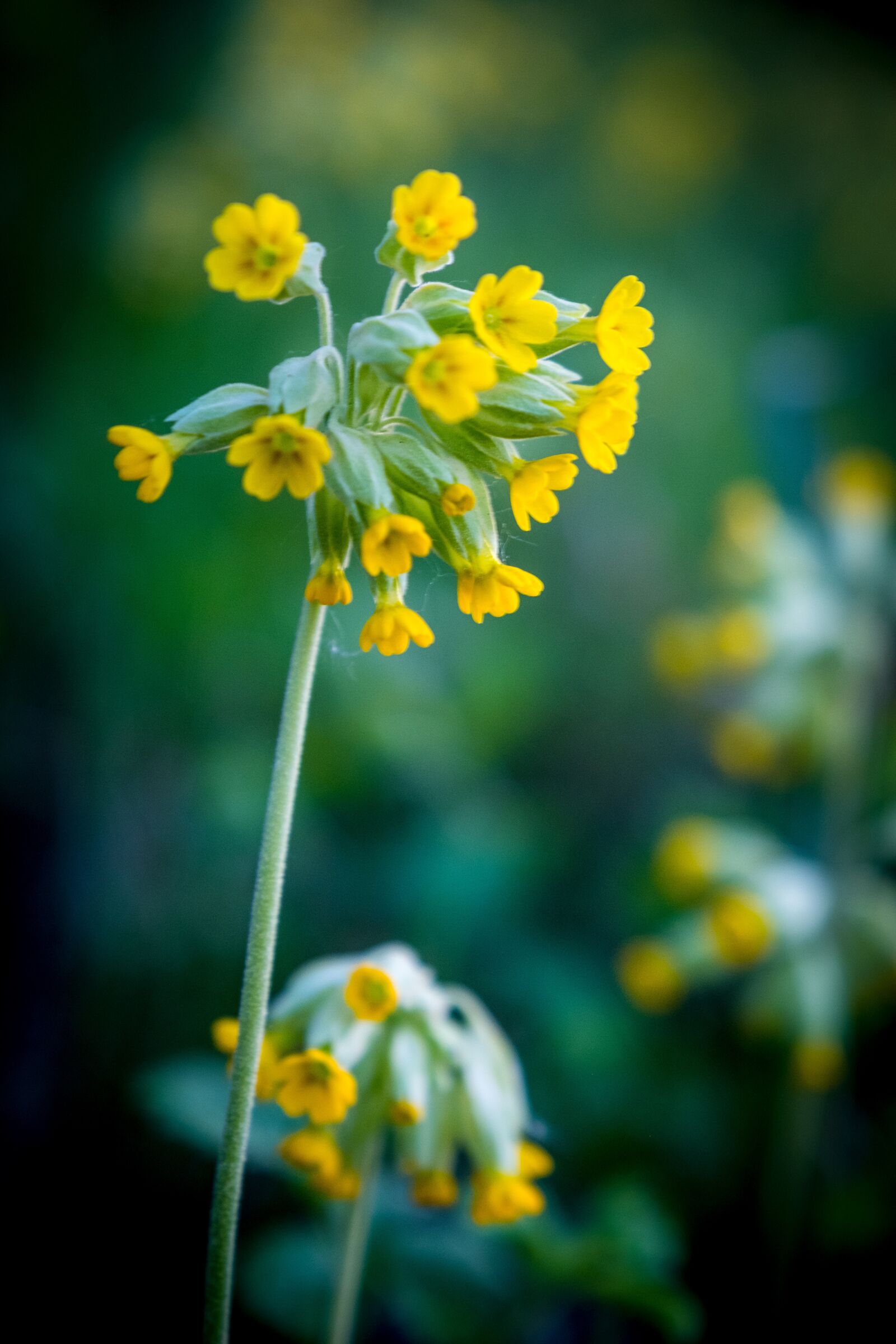 Fujifilm XF 16-55mm F2.8 R LM WR sample photo. Flower, plant, nature photography