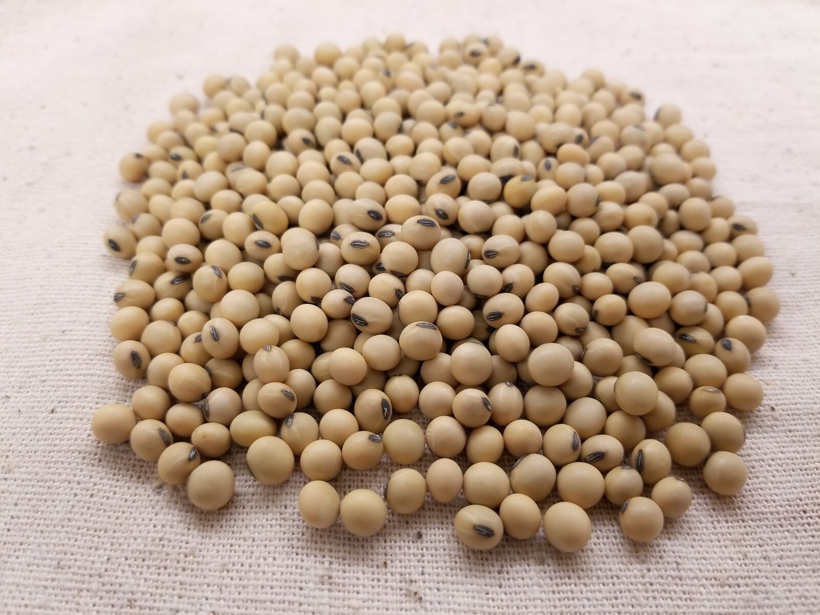 Samsung Galaxy S8 sample photo. Soybean, soybeans, soy photography