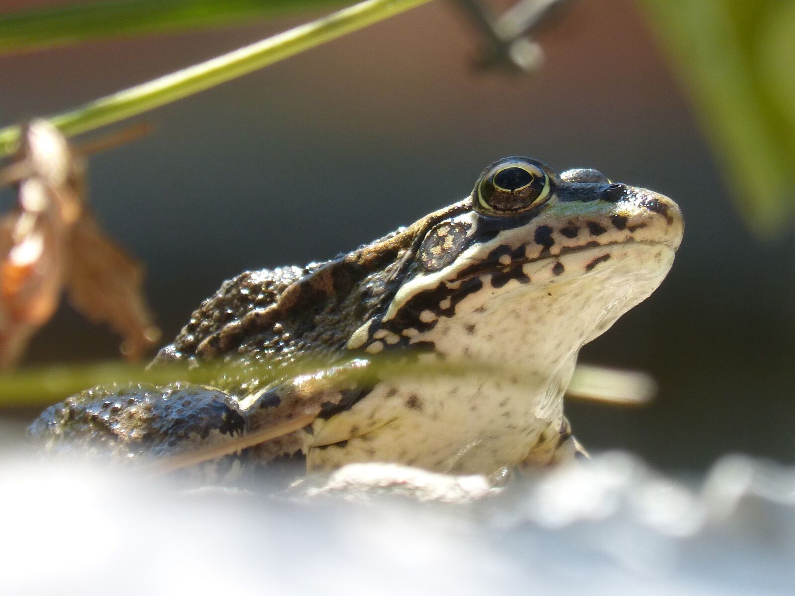 Panasonic DMC-FZ62 sample photo. Frog, lookout, raft photography