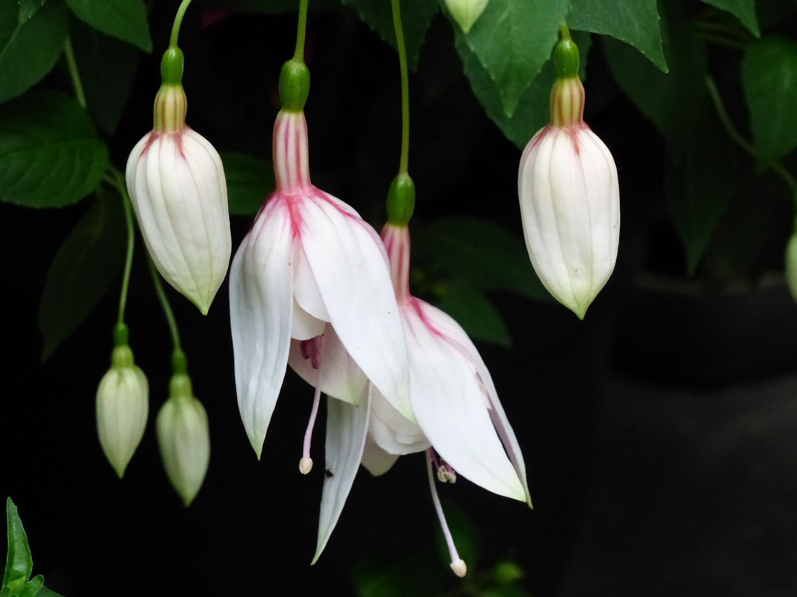 Panasonic Lumix DMC-FZ200 sample photo. Flowers, buds, garden photography