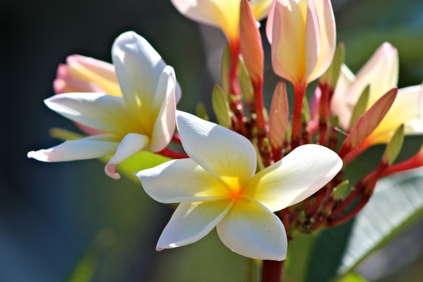 Canon EF 75-300mm f/4-5.6 sample photo. Magnolia, flower, nature photography
