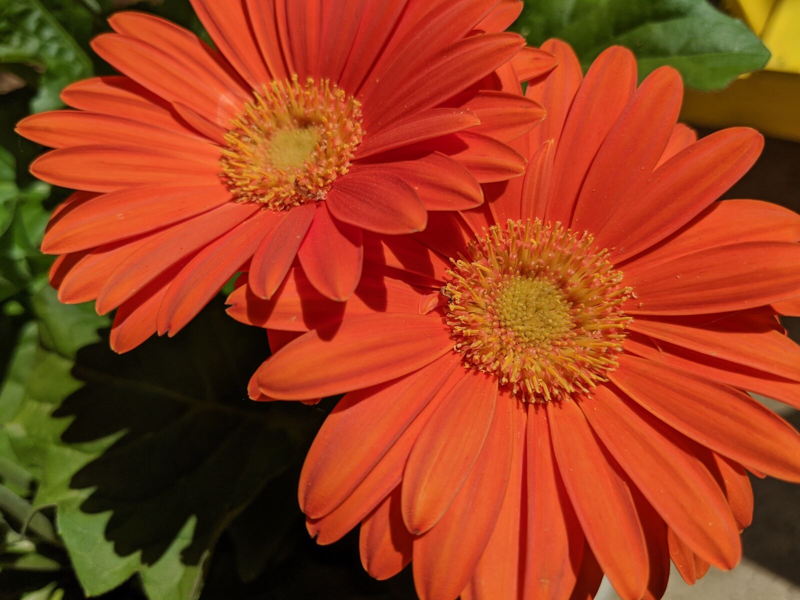 Google Pixel 2 sample photo. Flowers, gerbera daisy, orange photography