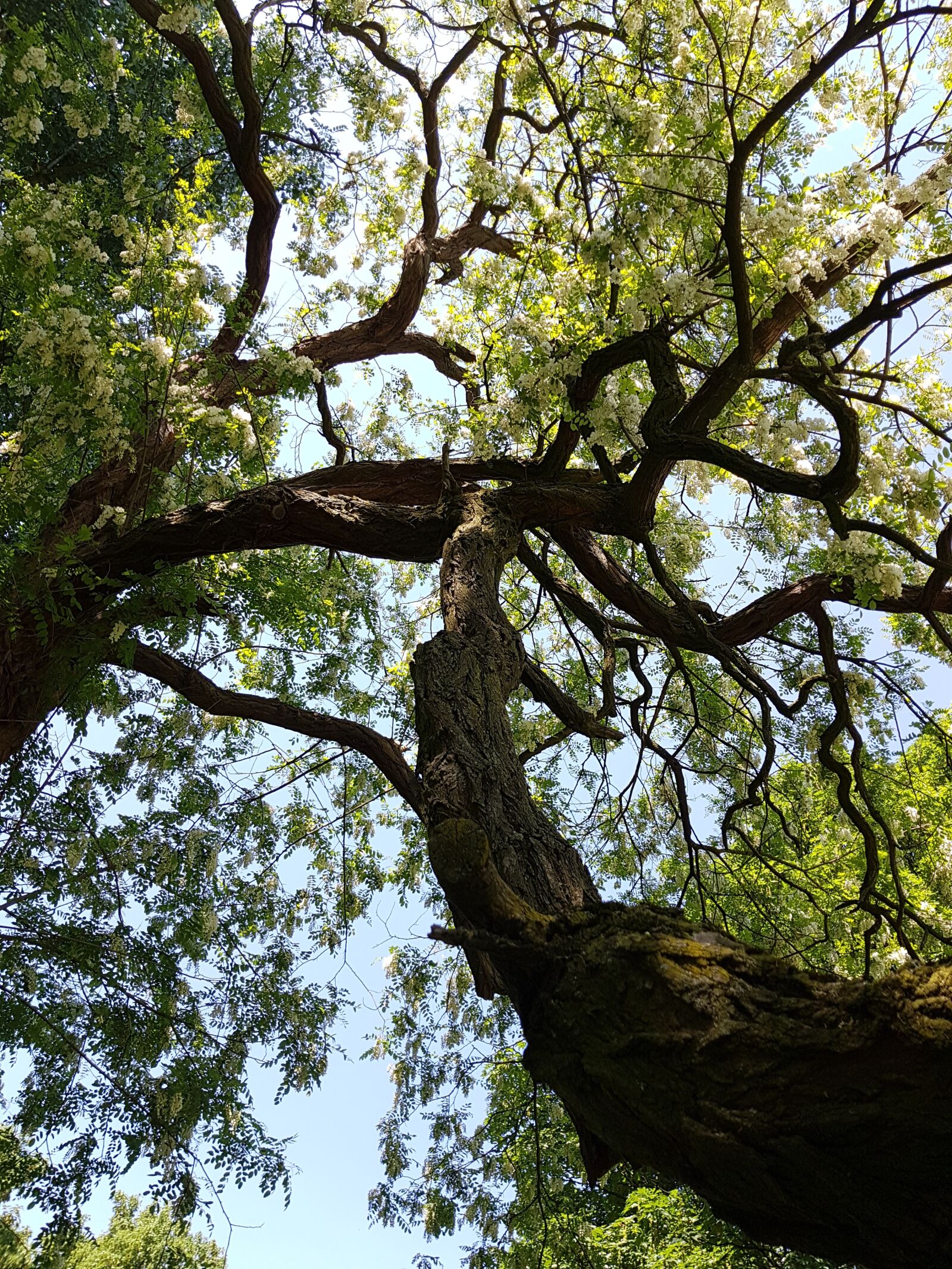 Samsung Galaxy S7 Edge sample photo. Tree plant, wood, nature photography