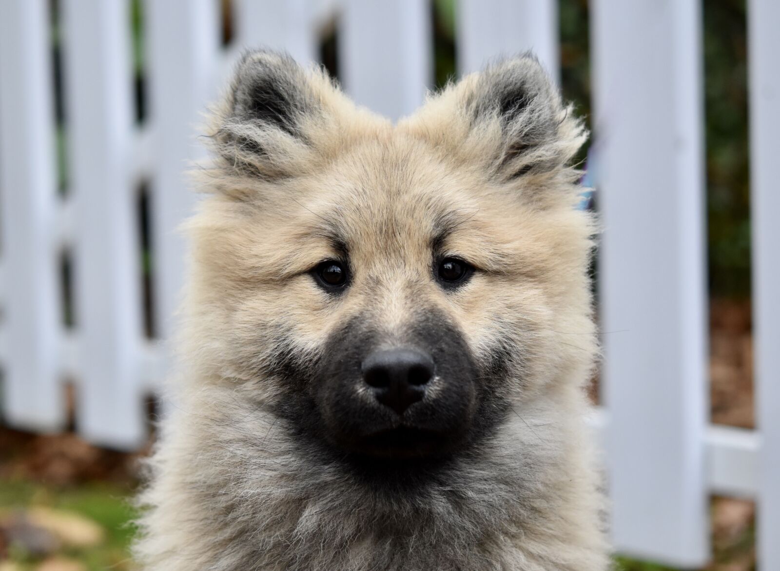 Nikon D5600 sample photo. Dog, young dog portrait photography