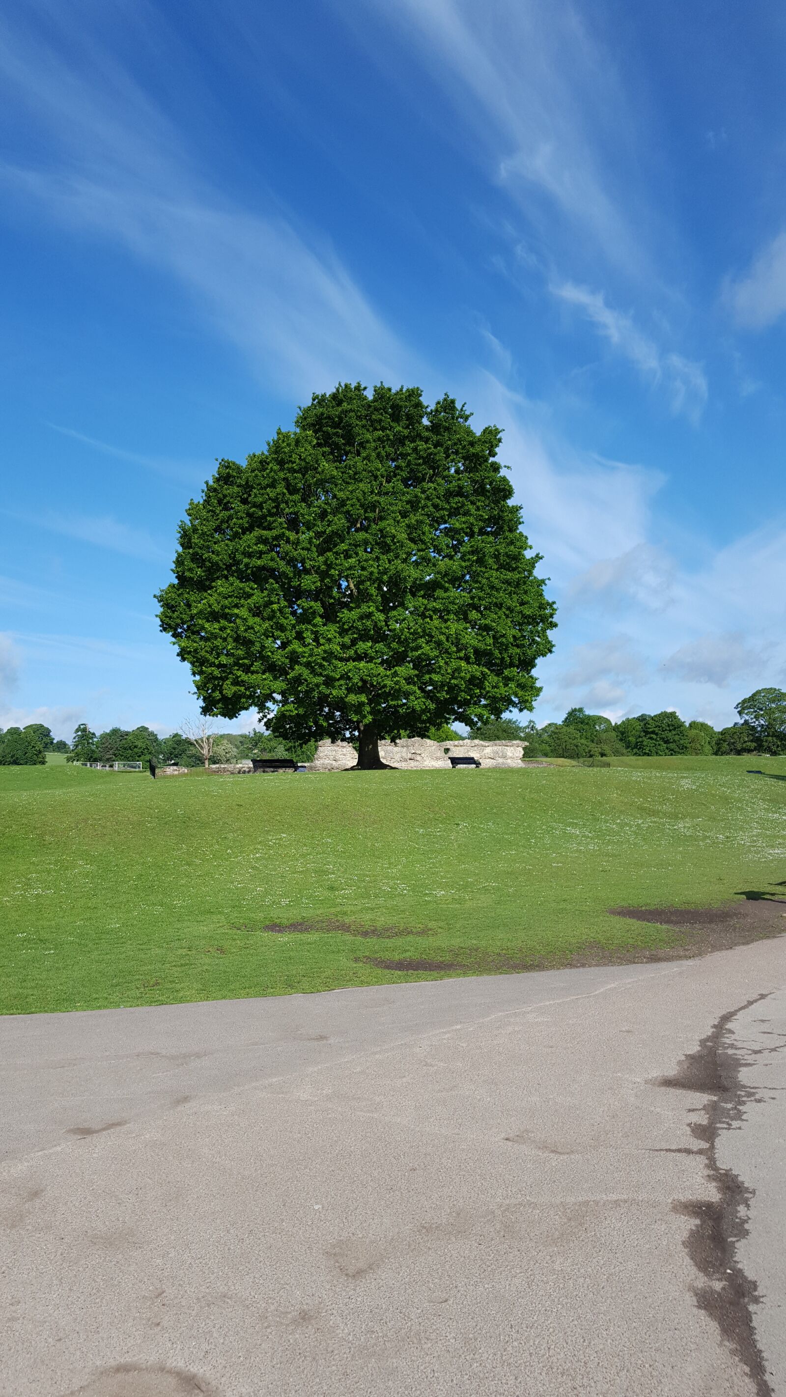 Samsung Galaxy S6 sample photo. Oak, history, nature photography