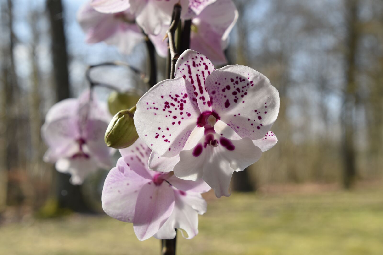 Nikon D5600 sample photo. Flower, nature, plant photography
