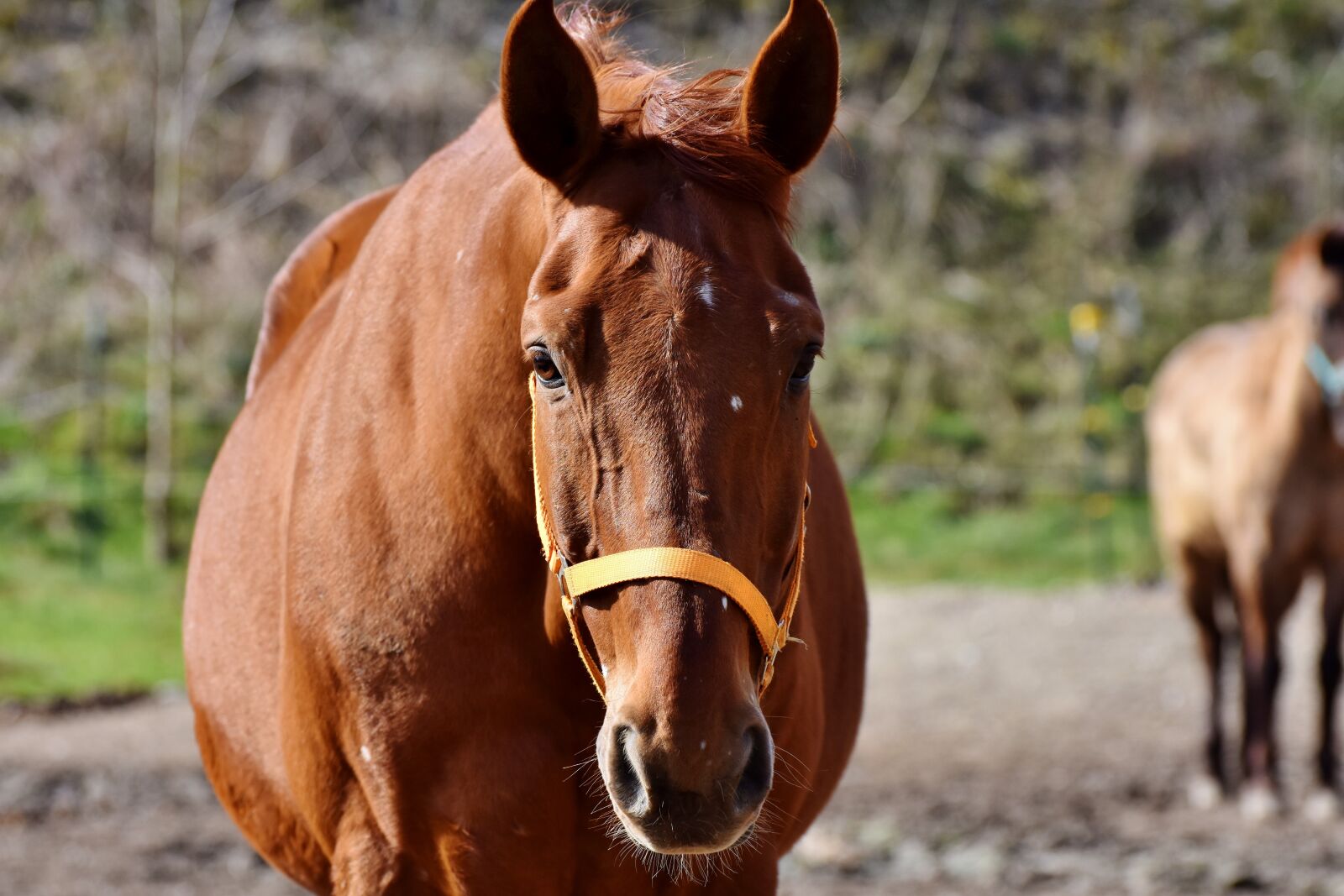 Nikon D7200 sample photo. Horse, horse head, mold photography