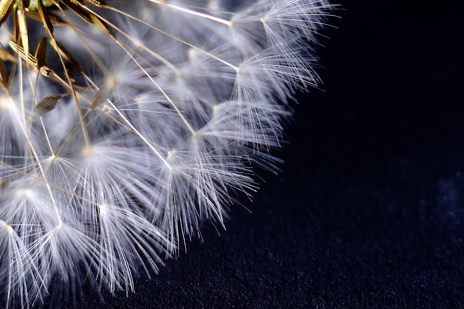 Panasonic Lumix DMC-LX10 (Lumix DMC-LX15) sample photo. Dandelion, nature, seeds photography
