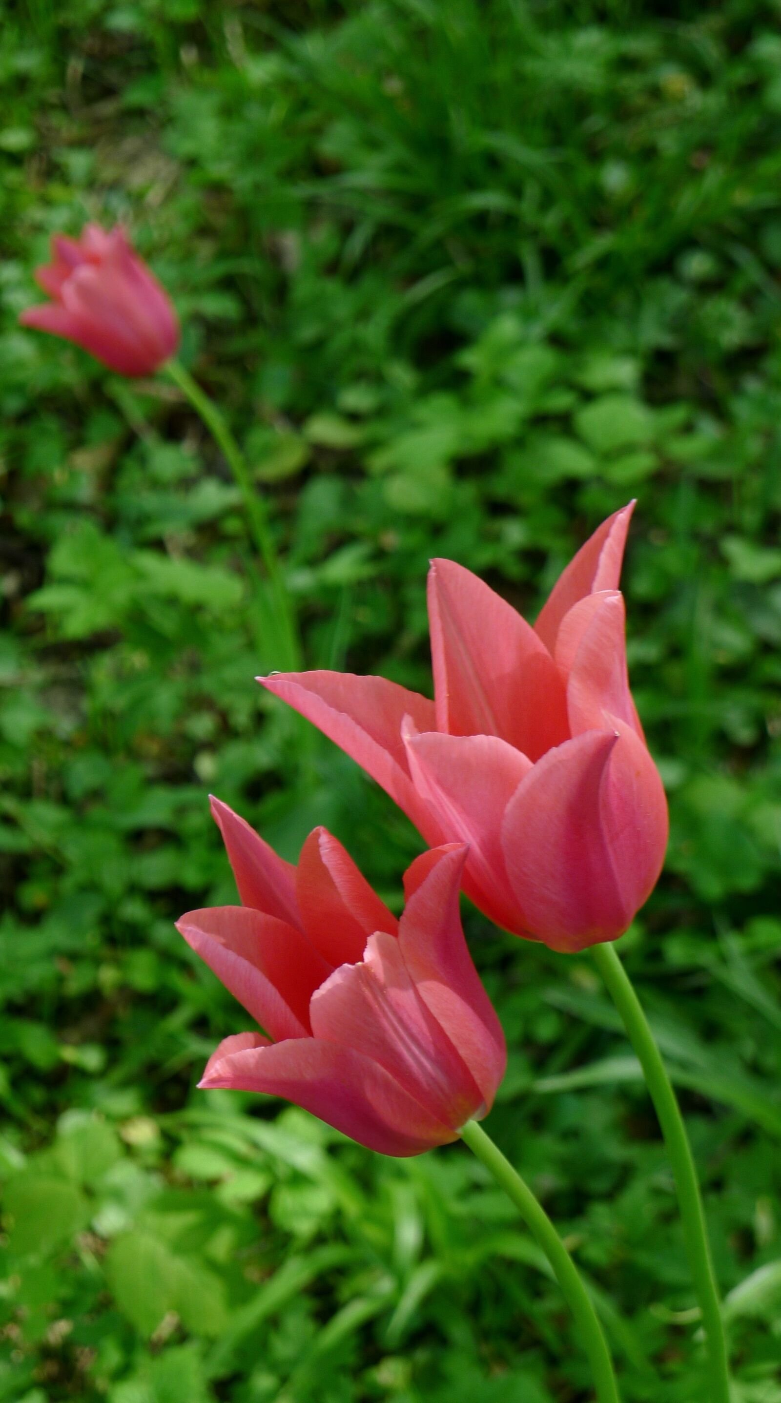 Panasonic Lumix DMC-LX5 sample photo. Open tulips, pink tulips photography