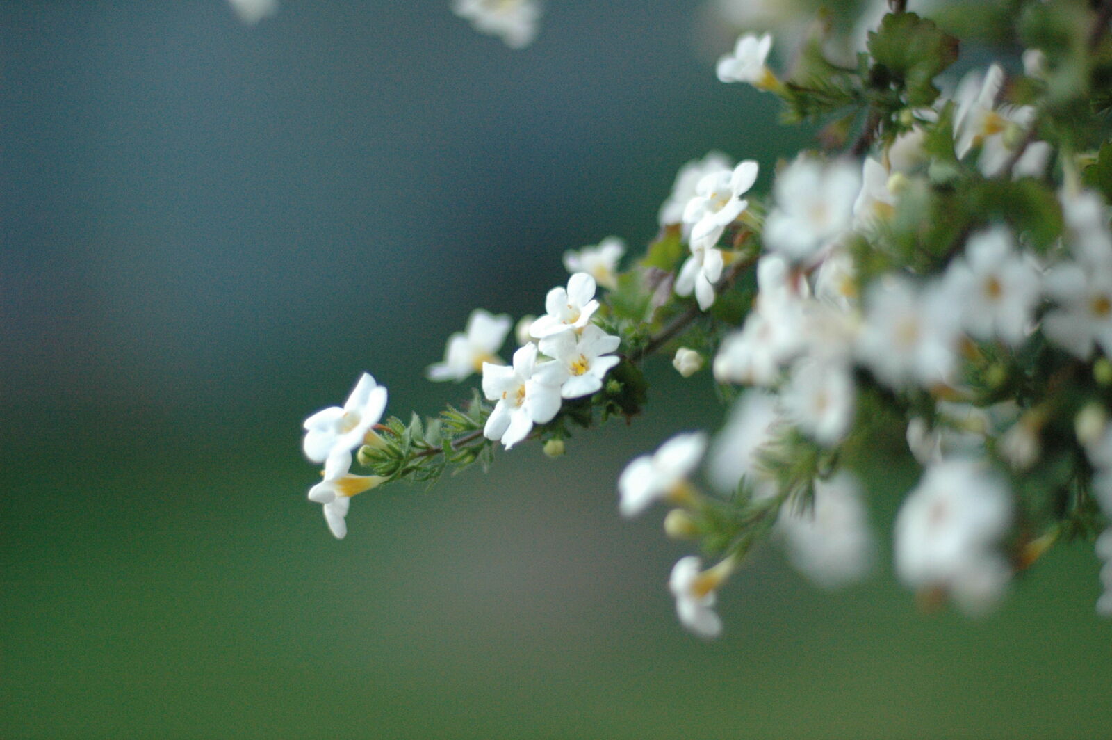 Nikon AF Nikkor 50mm F1.4D sample photo. Flower, white photography