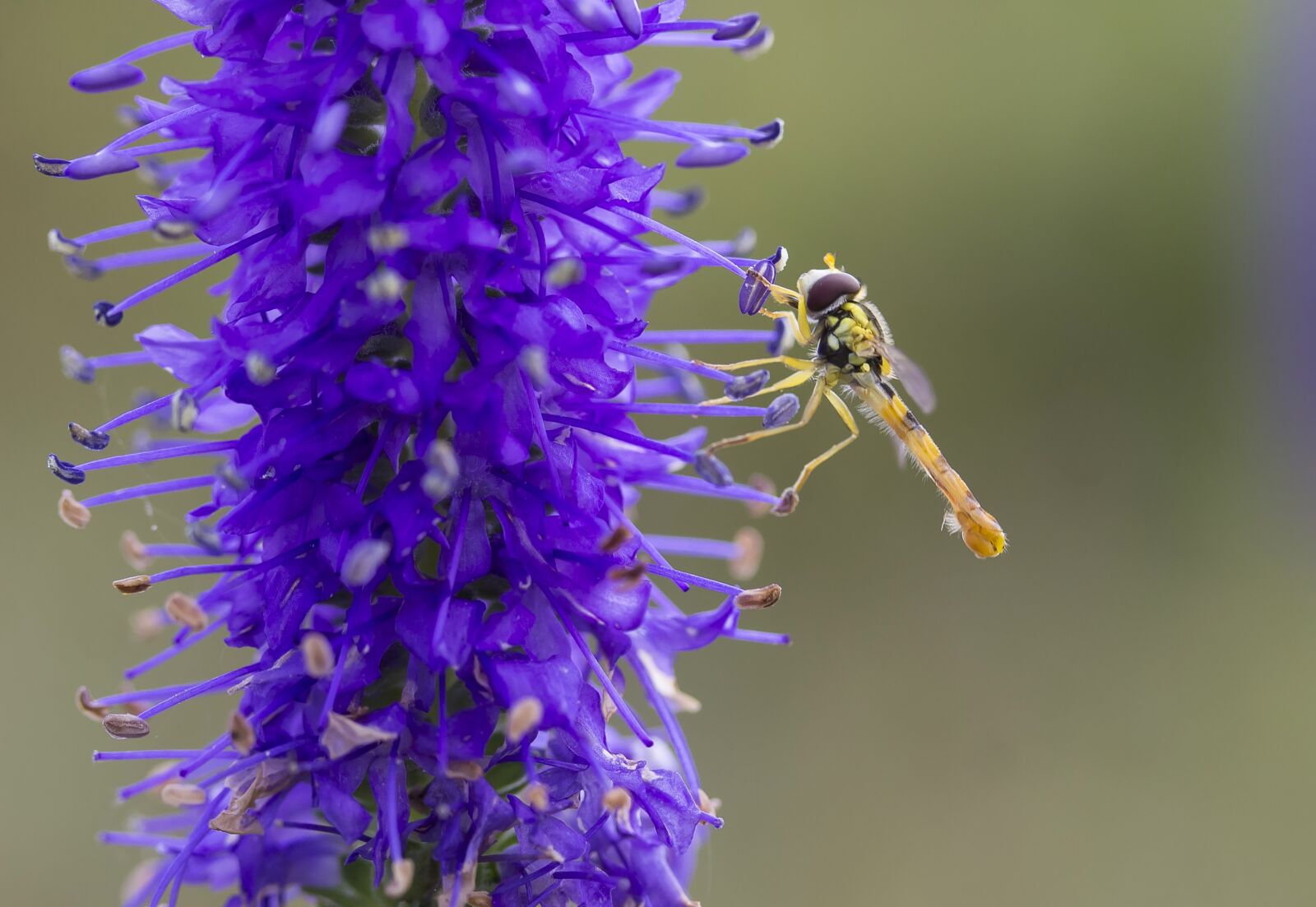 Canon EF-S 60mm F2.8 Macro USM sample photo. Insect, flower, macro photography
