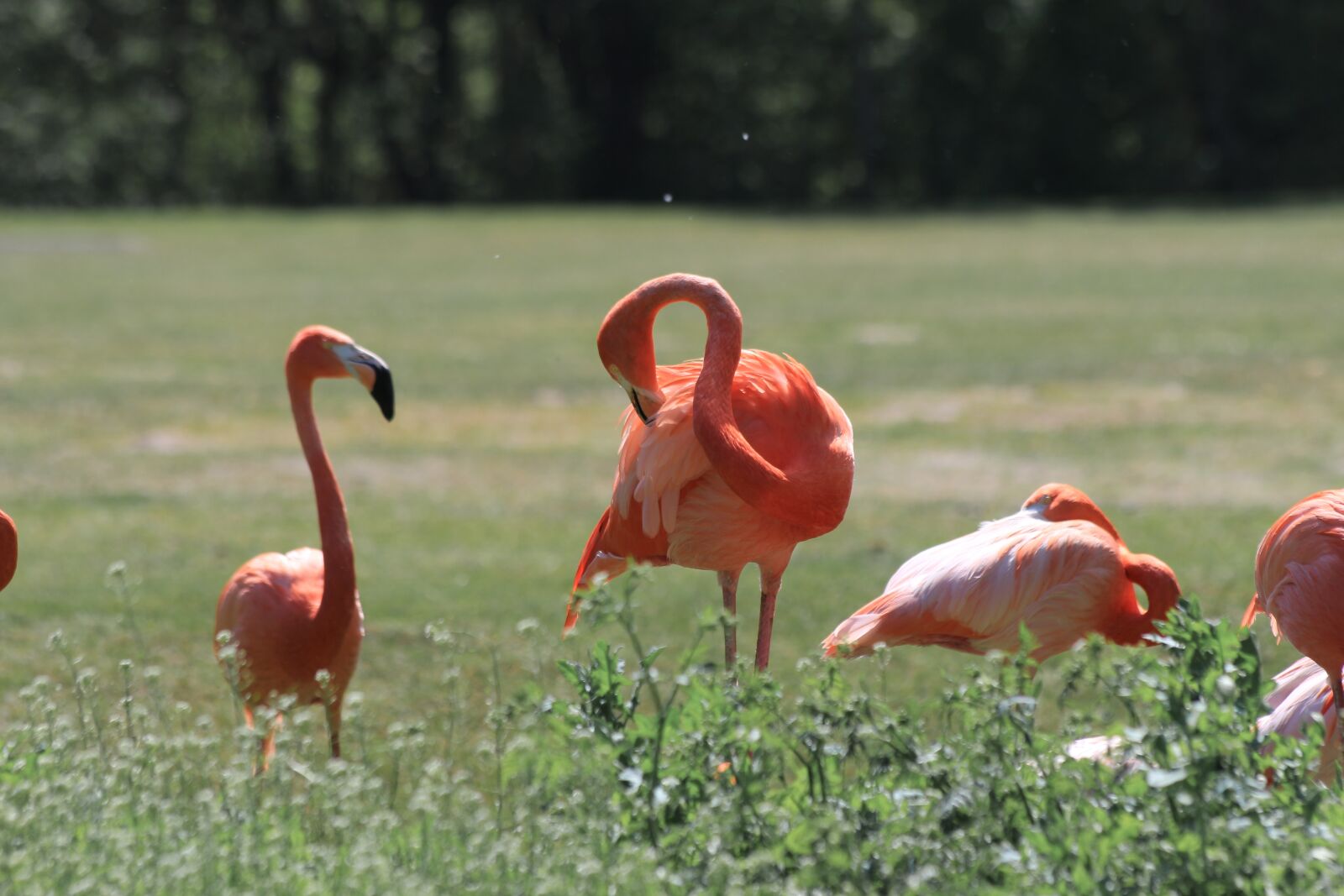 Canon EF 70-300mm F4-5.6 IS USM sample photo. Flamingo, zoo, birds photography