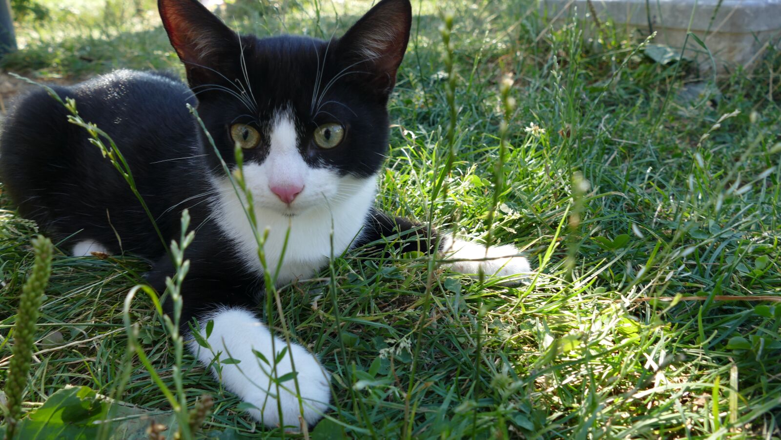 Panasonic Lumix DMC-FZ1000 sample photo. Cat, kitten, meadow photography
