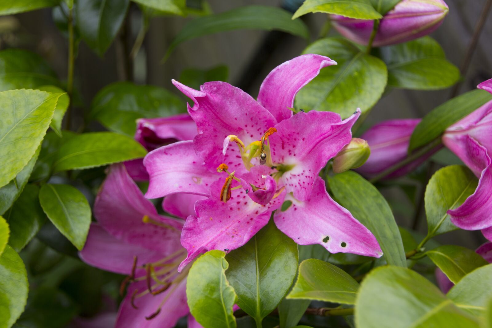Canon EOS 60D sample photo. Lily, flower, blossom photography