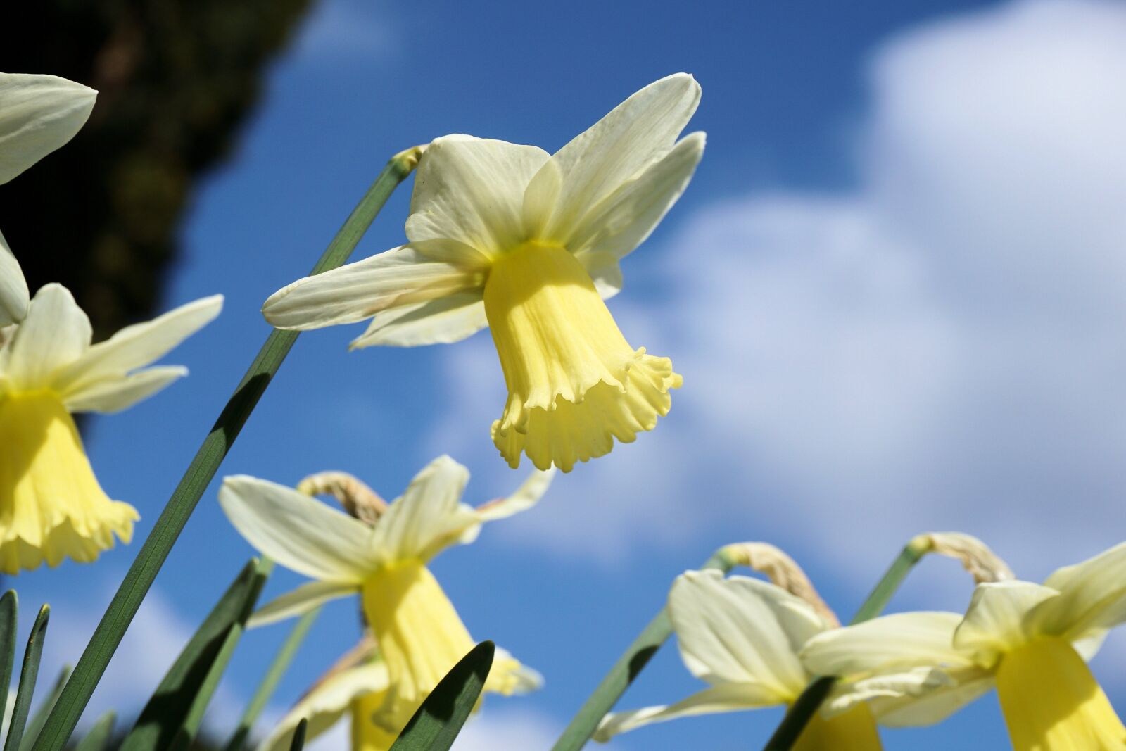 Sony a6000 sample photo. Narcissus, flowers, narcissus pseudonarcissus photography