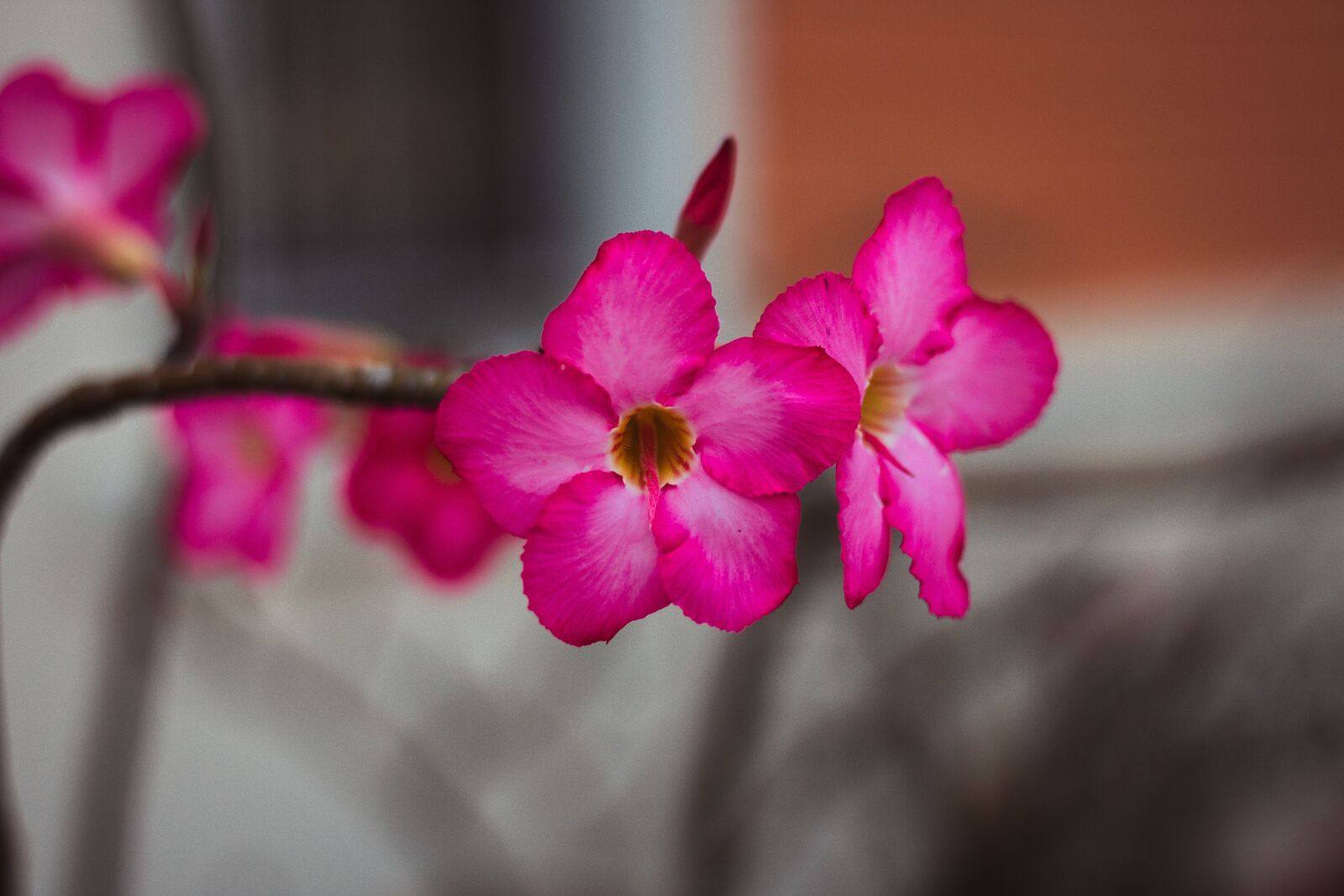 Canon EOS 700D (EOS Rebel T5i / EOS Kiss X7i) + Canon EF 50mm F1.8 STM sample photo. Invited to visit, flowers photography