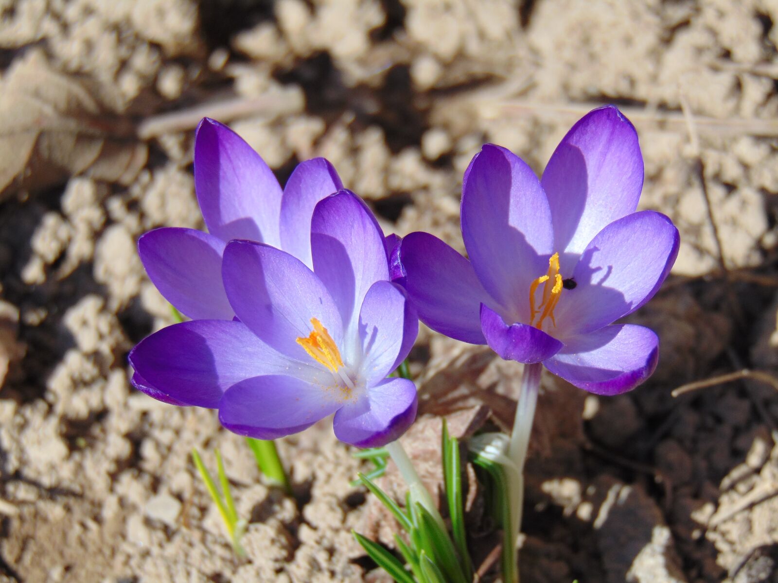 Sony Cyber-shot DSC-H300 sample photo. Krokus you, spring, flower photography