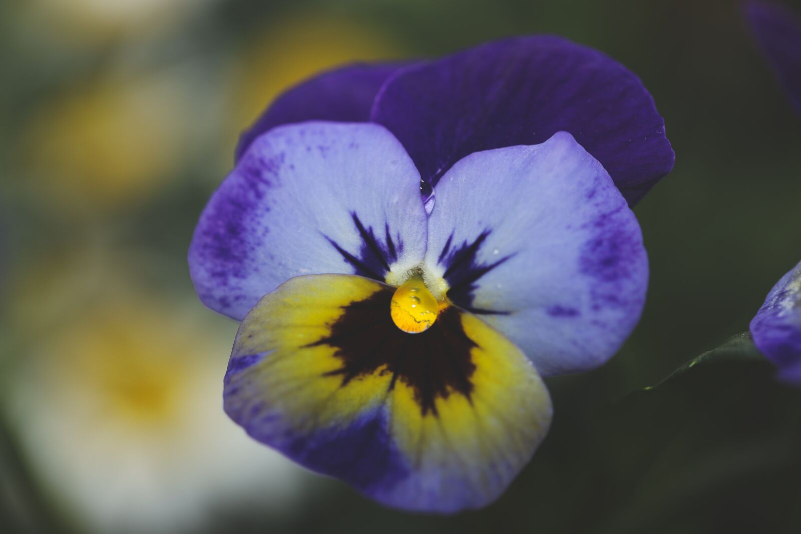 Canon EOS R sample photo. Pansy, flower, blossom photography