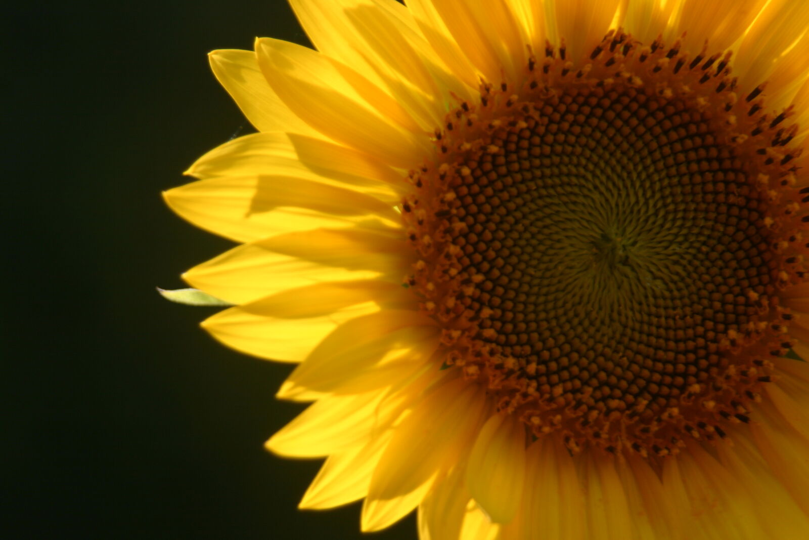 Canon EOS 300D (EOS Digital Rebel / EOS Kiss Digital) sample photo. Autumn, flowers, sunflowers, yellow photography