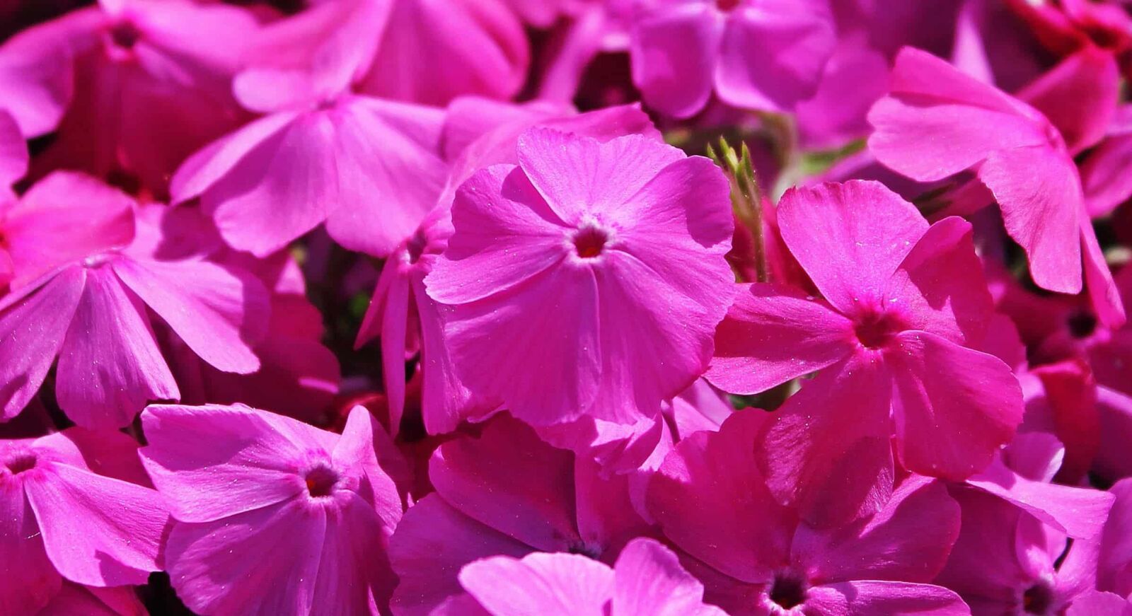 Canon EOS 550D (EOS Rebel T2i / EOS Kiss X4) sample photo. Summer, flower, petal, flora photography