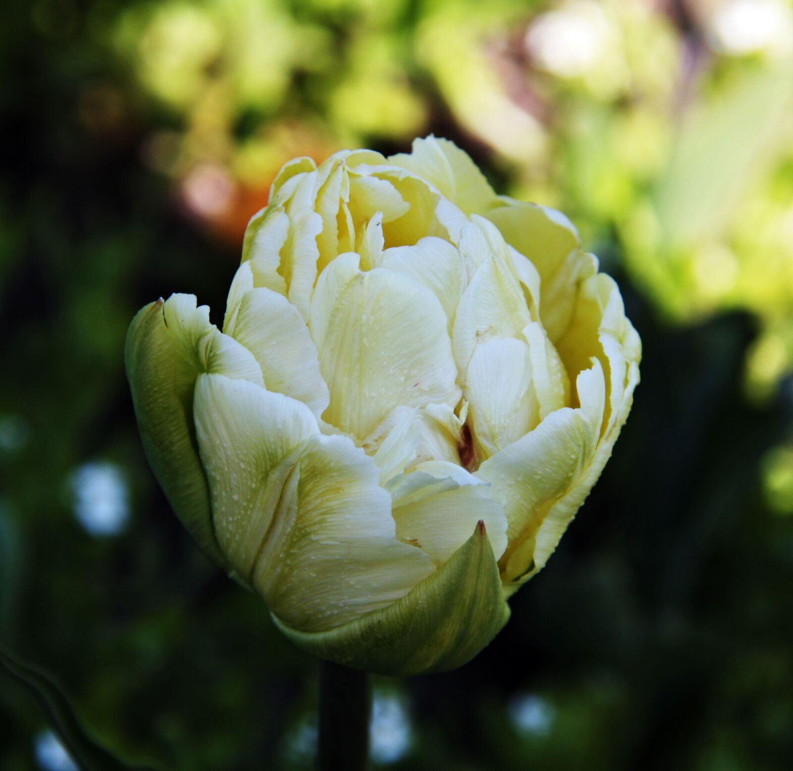 Canon EOS 450D (EOS Rebel XSi / EOS Kiss X2) sample photo. Tulips, yellow, flowers photography