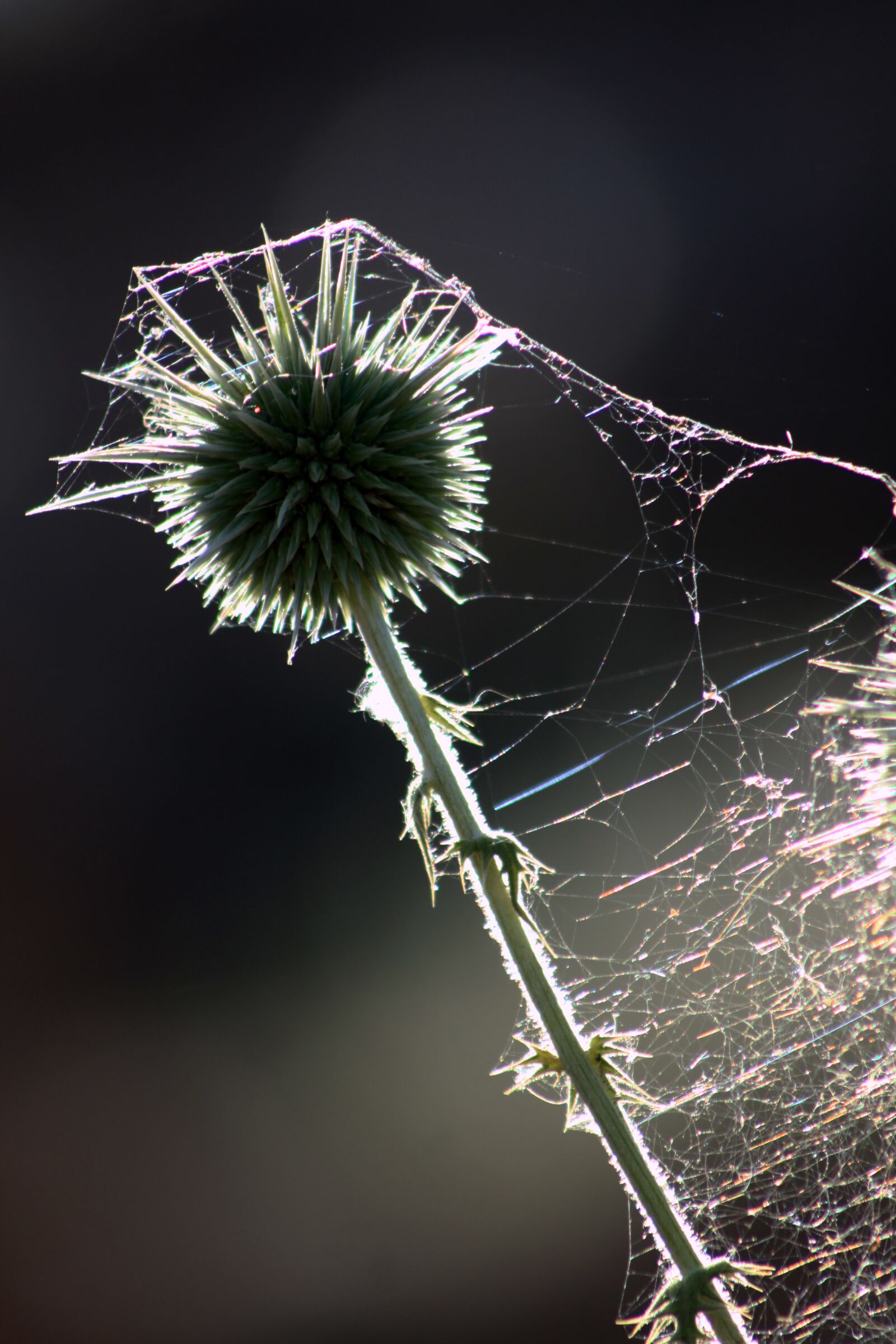 Canon EOS 500D (EOS Rebel T1i / EOS Kiss X3) sample photo. Thistle, thorns, reverse light photography