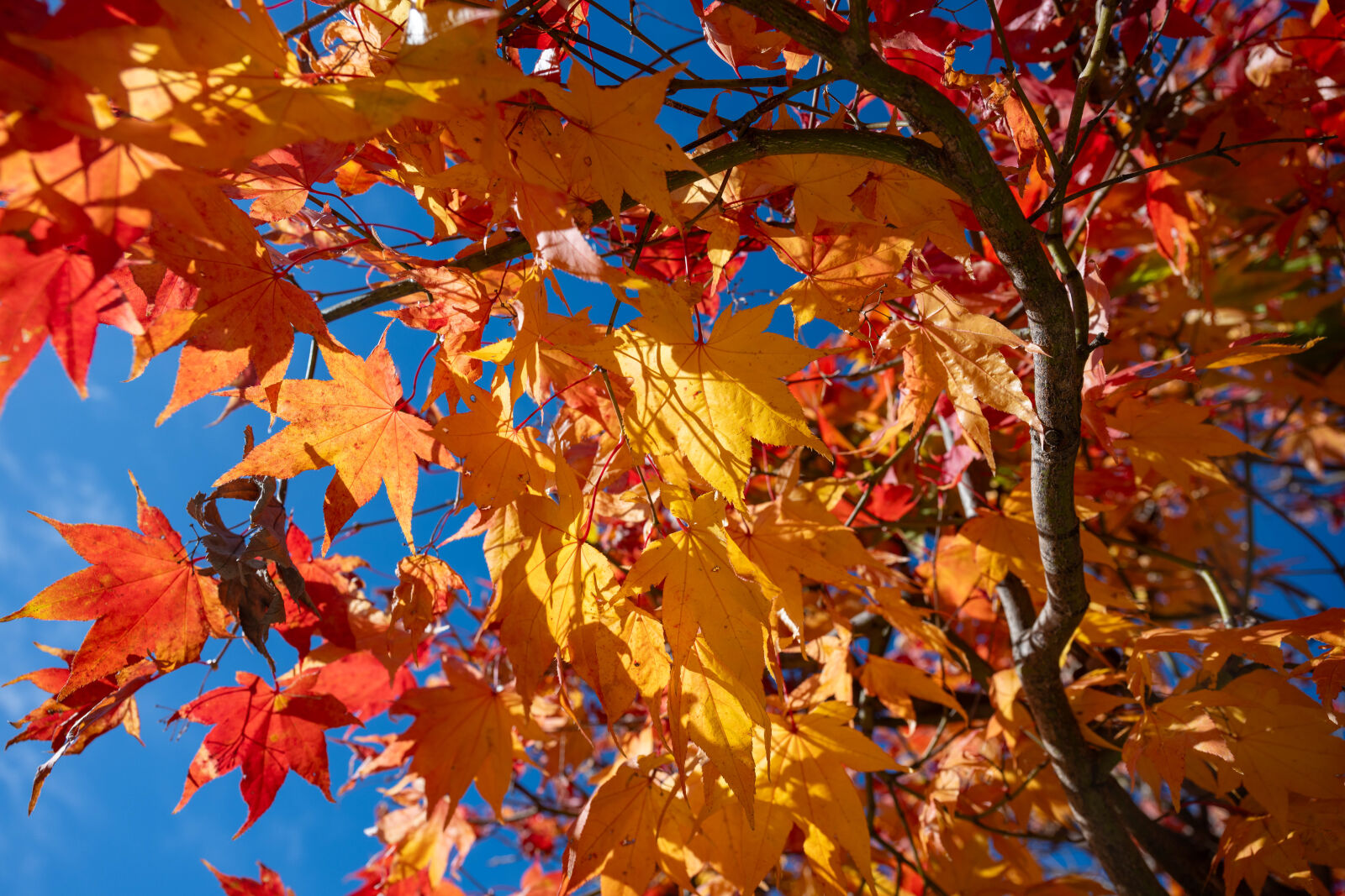 Nikon Nikkor Z 24-70mm F2.8 S sample photo