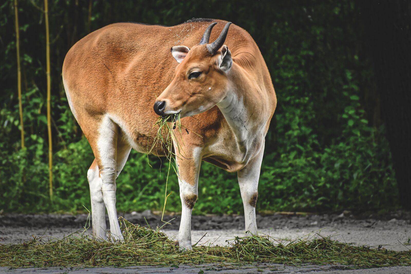 Nikon D7200 sample photo. Banteng, beef, animal photography