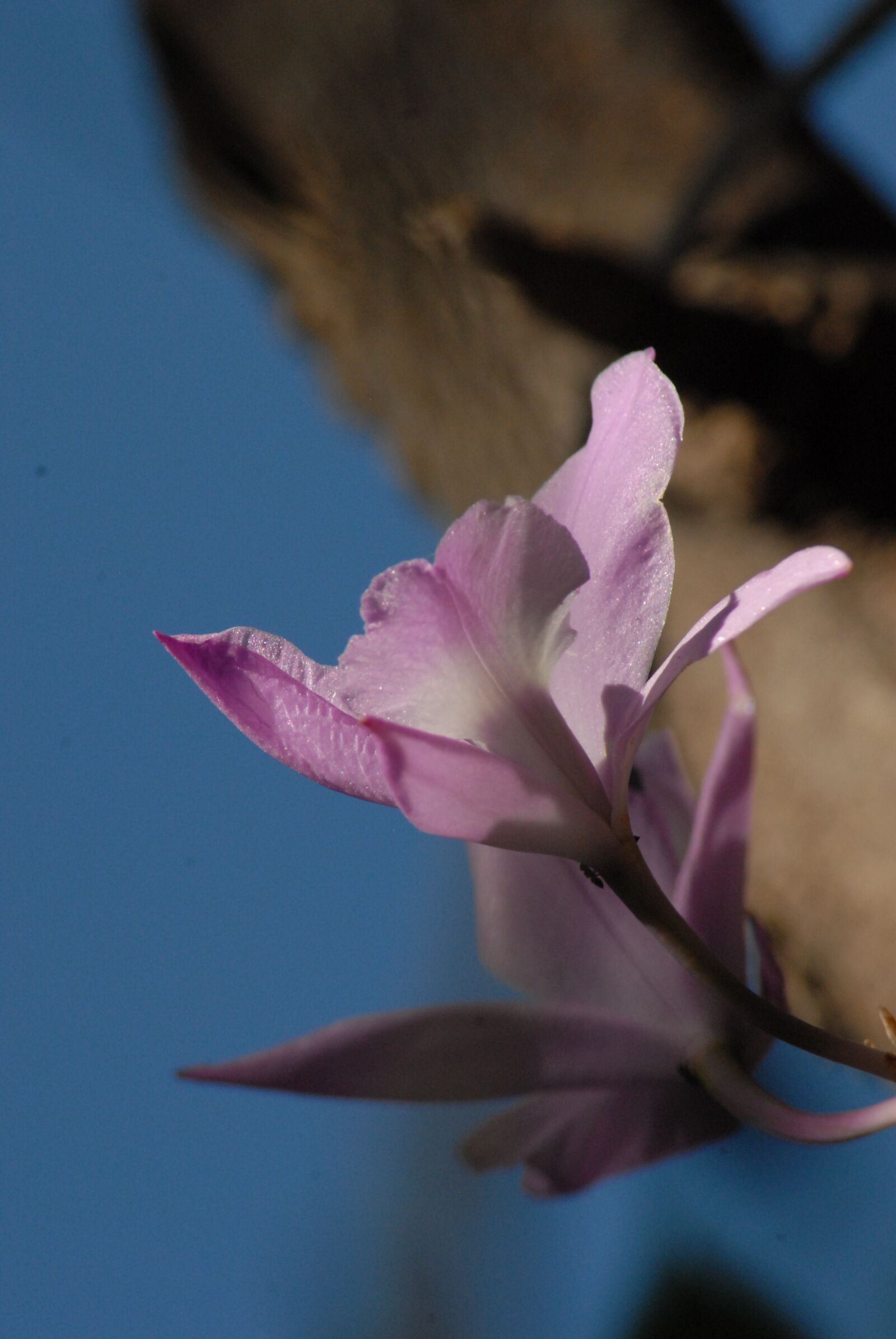 Nikon D200 sample photo. Flower, flora, purple photography