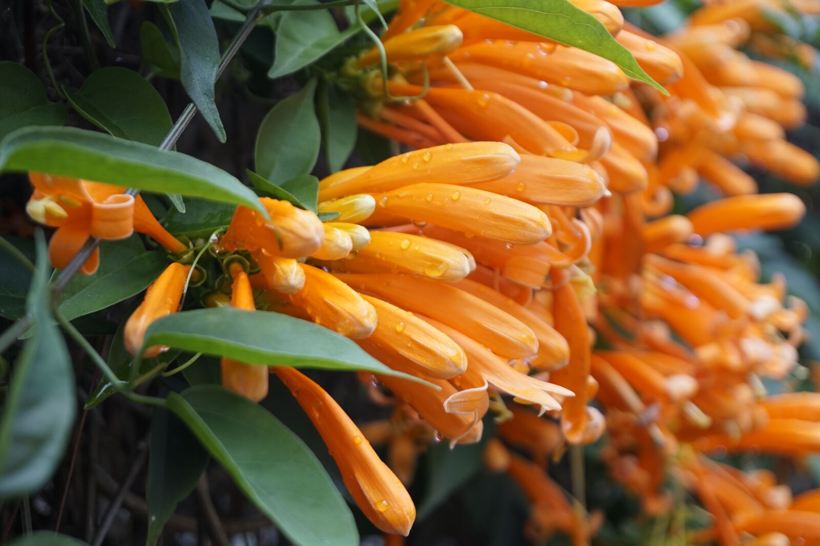 Sony E 16-50mm F3.5-5.6 PZ OSS sample photo. Flower, flower bunches peppers photography