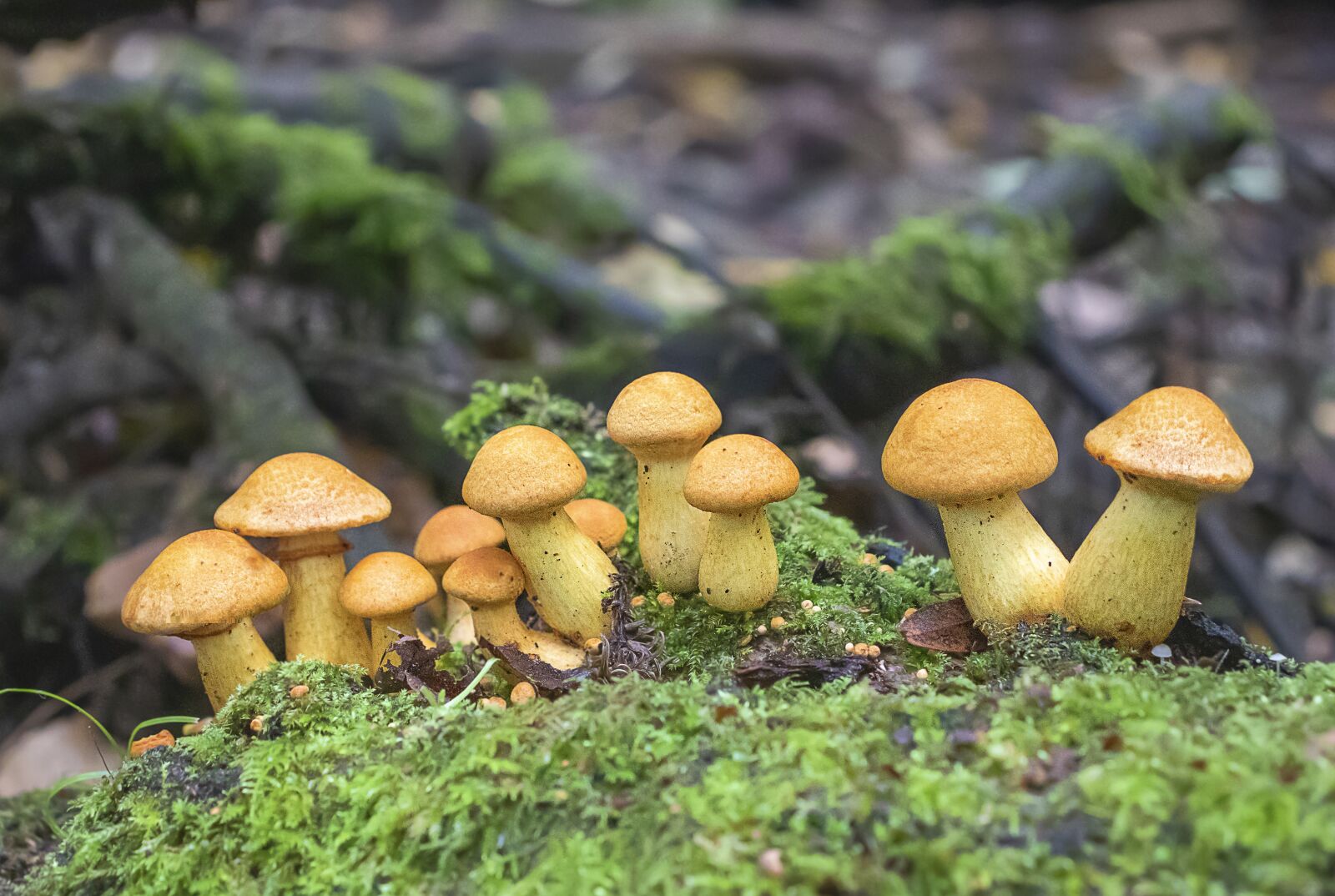 Canon EOS 800D (EOS Rebel T7i / EOS Kiss X9i) sample photo. Mushrooms, toadstools, forest photography