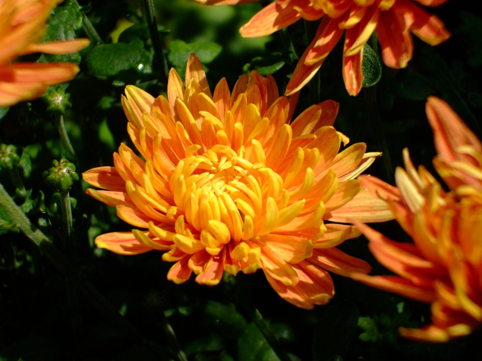 Fujifilm FinePix A800 sample photo. Orange flower, flower, bloom photography