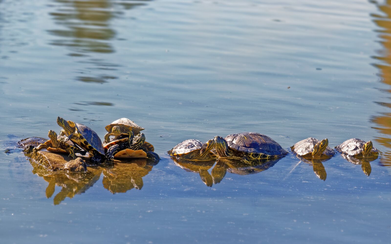 Nikon D5300 sample photo. Turtles, shell, animals photography