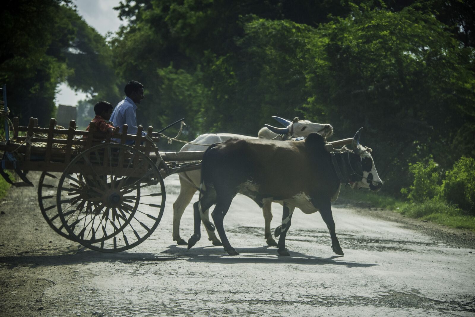 Nikon D800 sample photo. Farmer, bullock, cart photography