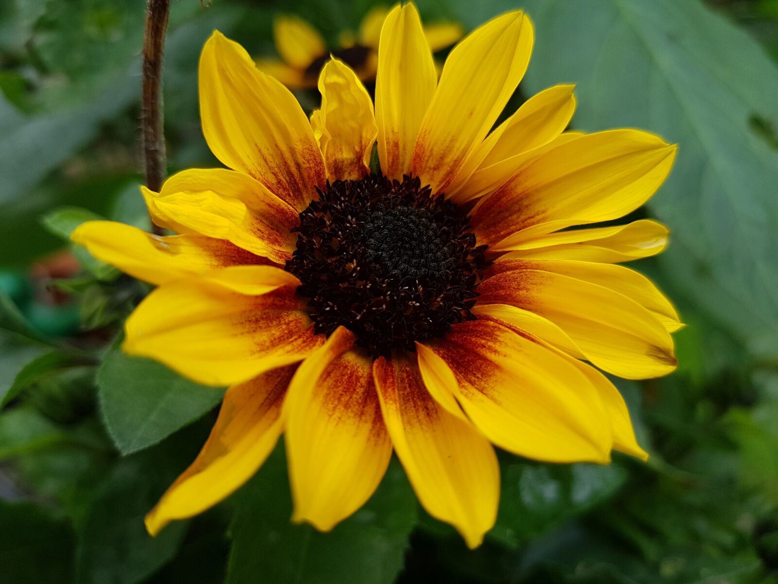 Samsung Galaxy S7 sample photo. Flower, blossom, bloom photography
