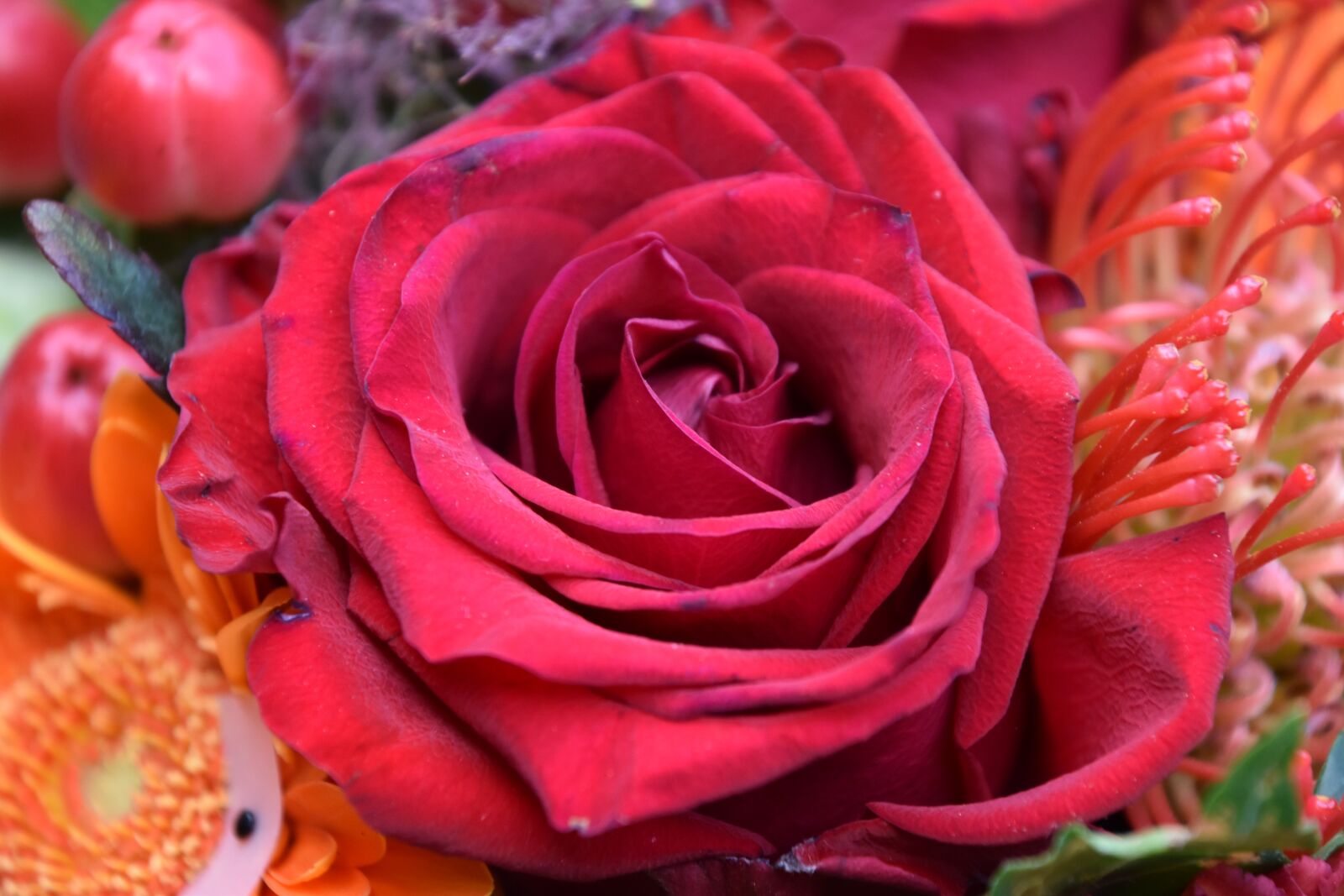 Nikon D5600 sample photo. Pink, red, flower photography