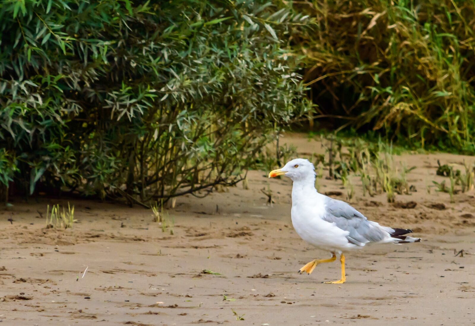 Nikon D3200 sample photo. Seagull, bird, seevogel photography