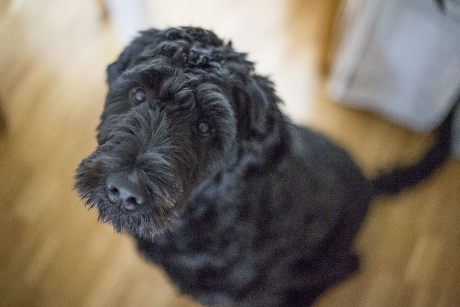 Canon EOS 6D + Canon EF 50mm F1.4 USM sample photo. Black, cute, cute, animals photography