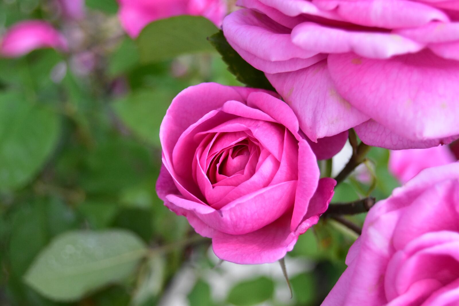 Nikon D5600 sample photo. Pink rose, nature, beauty photography