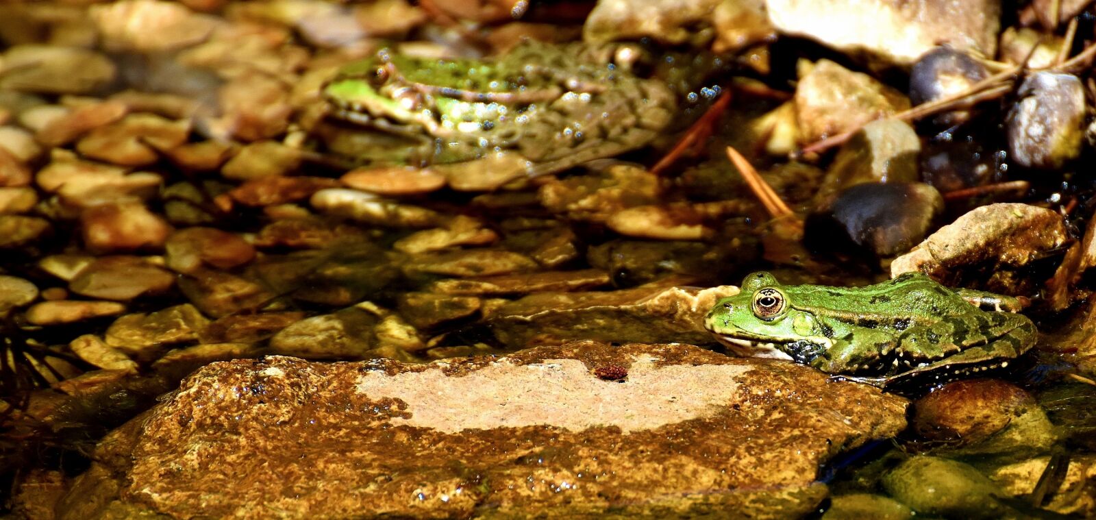 Nikon D7200 sample photo. Frog, pond, animal photography
