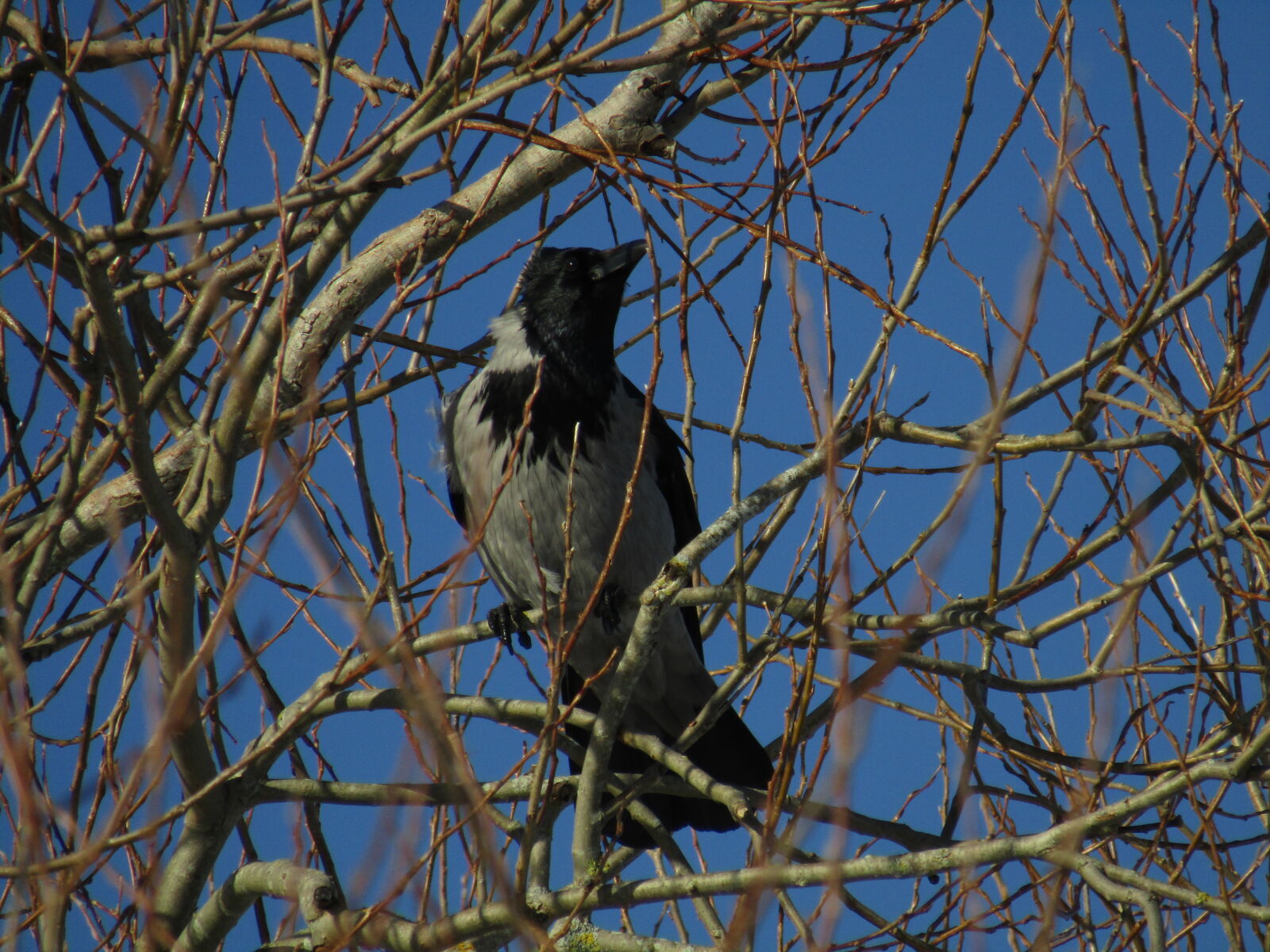 Canon PowerShot SX420 IS sample photo
