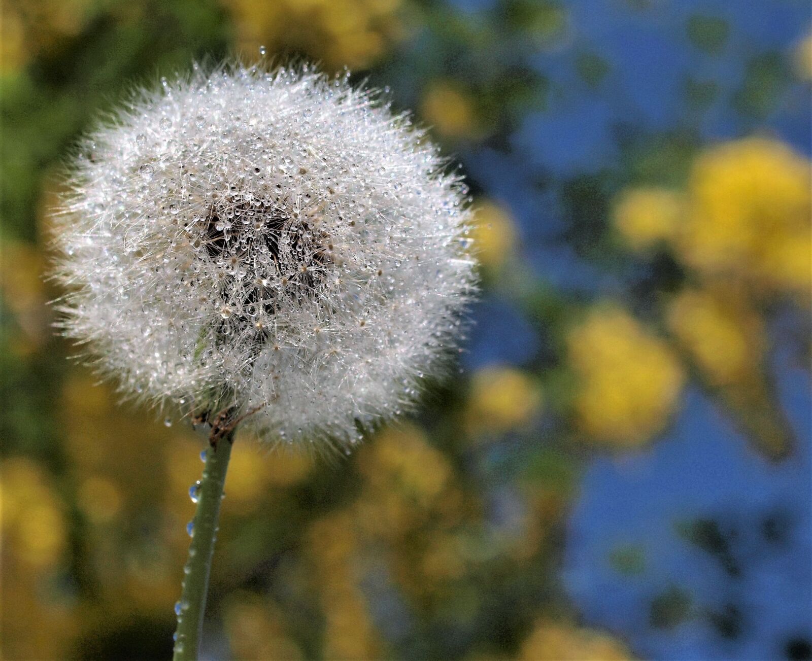 Olympus E-520 (EVOLT E-520) sample photo. Dandelion, flora, nature photography