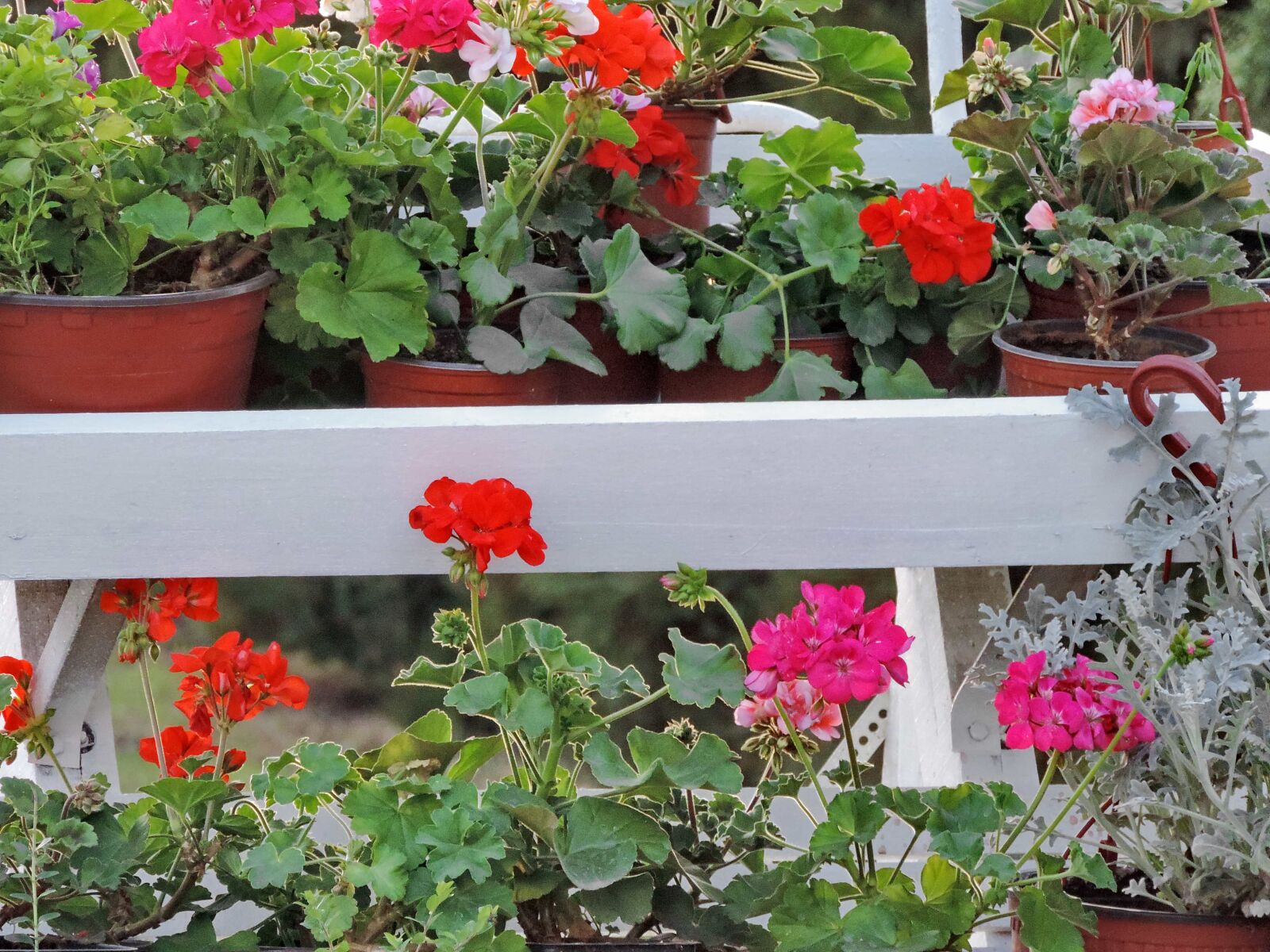 Nikon Coolpix P520 sample photo. Decoration, flower, geranium, flowerpot photography