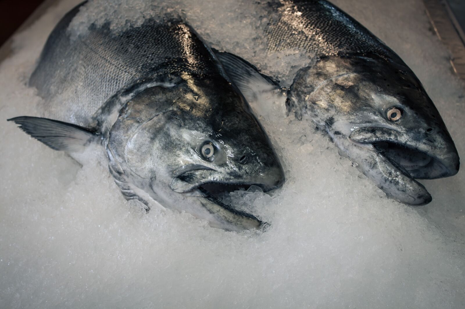 Canon EOS 500D (EOS Rebel T1i / EOS Kiss X3) sample photo. Fish, frozen fish, seafood photography