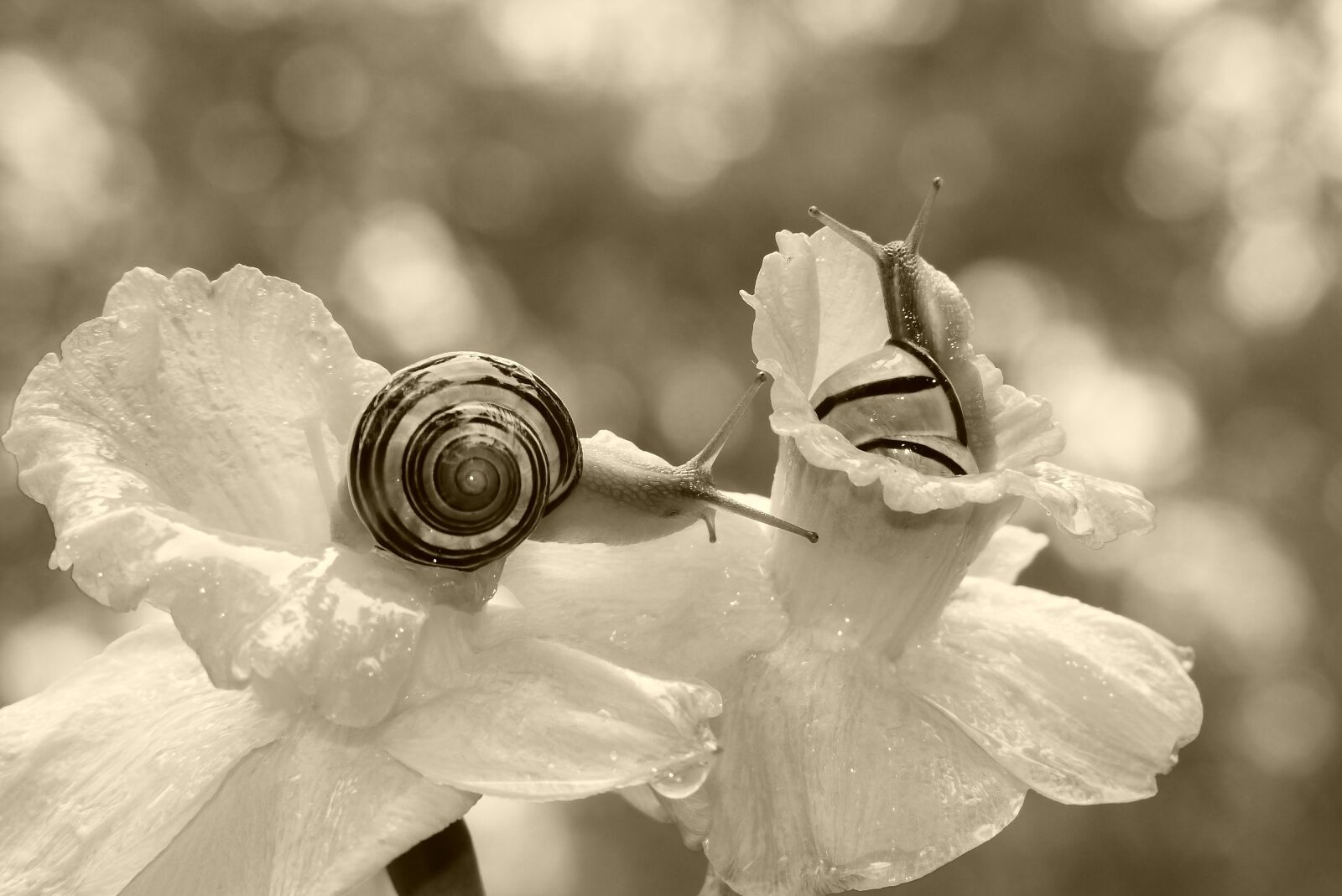 Panasonic Lumix DMC-FZ200 sample photo. Wst yki gajowe, molluscs photography
