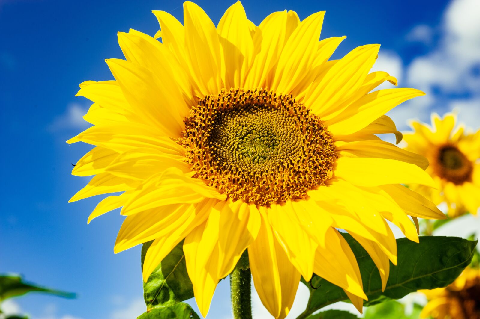 Nikon D700 sample photo. Sunflower, flower, summer photography