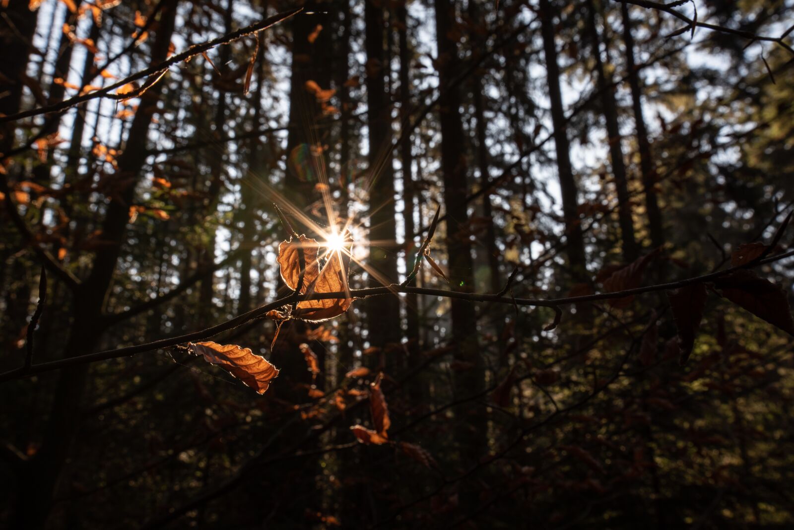 Tamron SP 15-30mm F2.8 Di VC USD sample photo. Autumn, forest, sun photography