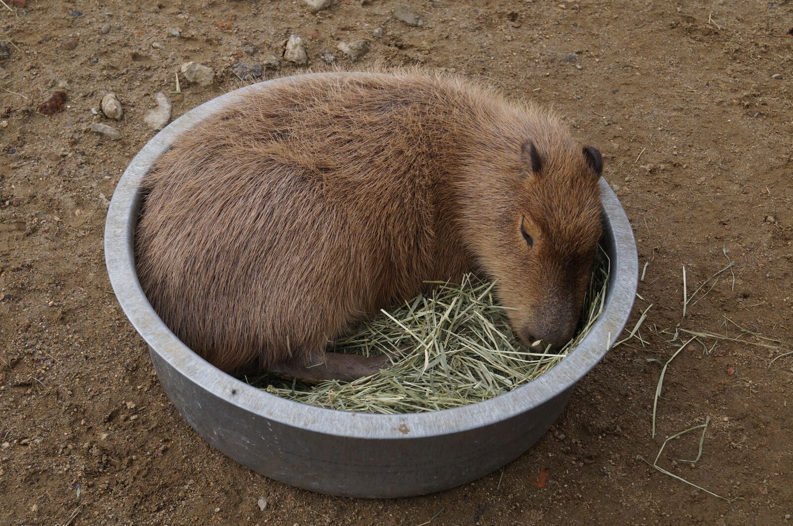 Sony SLT-A57 sample photo. Capybara, harvest hills, my photography